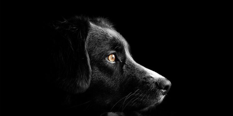 Top Apartment Dogs: Independent Breeds Perfect for Solo Living