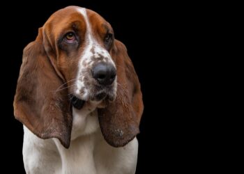 Pawsitively Healthy: A Guide to Canine Wellness