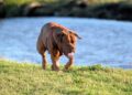 Decoding Dog Behavior: Understanding Your Pup’s Actions and Reactions