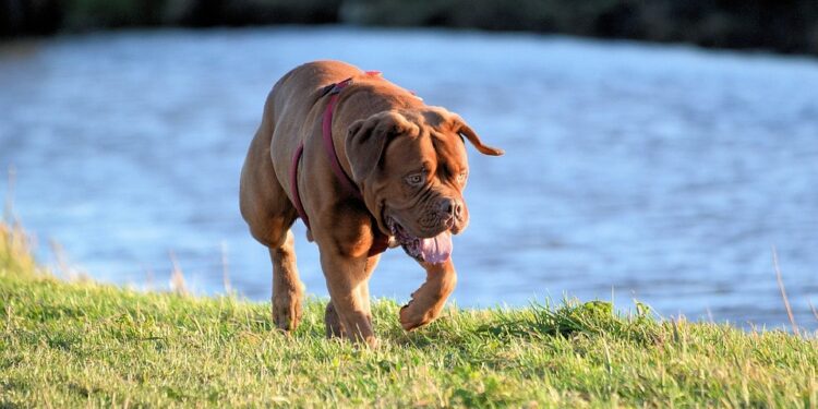 Decoding Dog Behavior: Understanding Your Pup’s Actions and Reactions