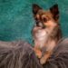 The Charm of Compact Canines: Exploring the World of Small Dog Breeds