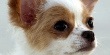 Pawsitive Connections: The Benefits of Dog Socialization Classes