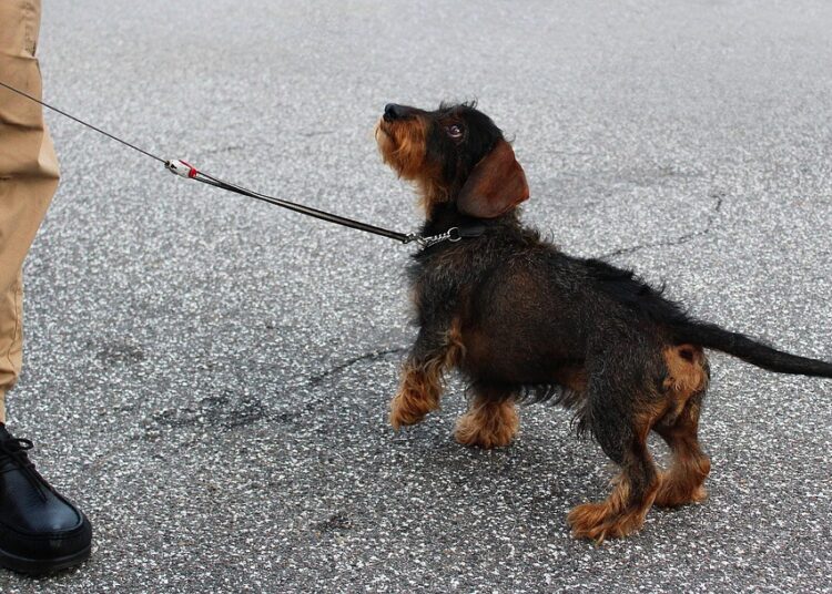 The Canine Mind: Understanding and Training Your Dog’s Behavior