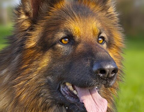 Paws and Puzzles: Engaging Your Dog’s Mind with Interactive Challenges