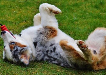 Make a Splash: The Best Dog Water Toys for Summer Fun!