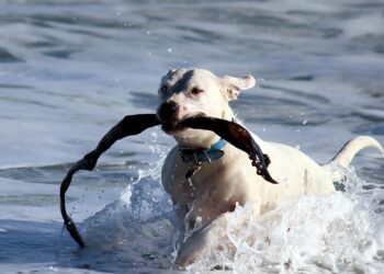 Mastering Dog Potty Training: Find Expert Help Near You!