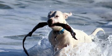 Mastering Dog Potty Training: Find Expert Help Near You!