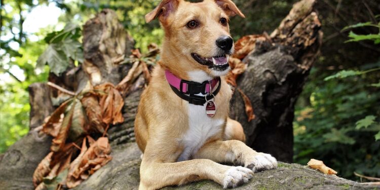 Say Goodbye to Leash Tugging: The Ultimate Guide to No-Pull Dog Collars