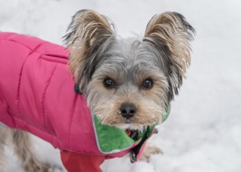 Pint-Sized Pup Fashion: Stylish Outfits for Small Dogs