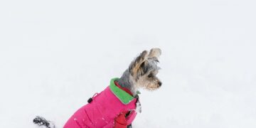 The Tiny Terror: Unleashing the Power of the Little Beast Dog