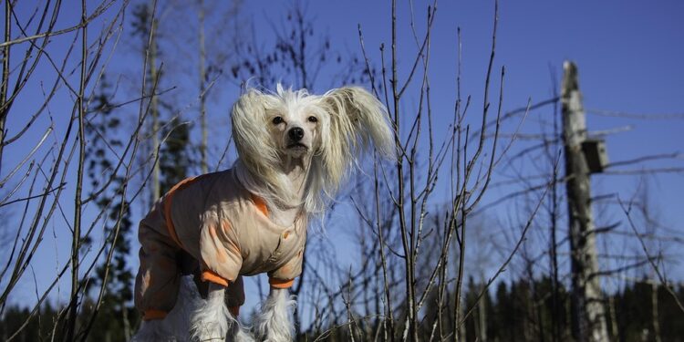 Stylish and Functional: The Ultimate Guide to Coats for Dogs