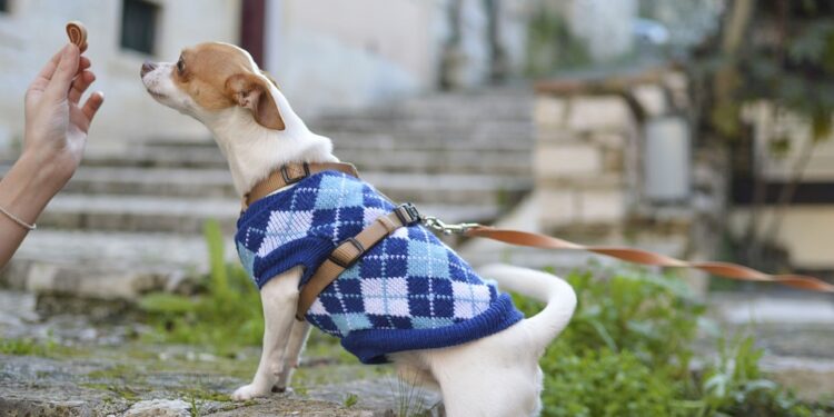 Unleashing the Power of the Little Beast: A Guide to Training and Loving Your Small Dog