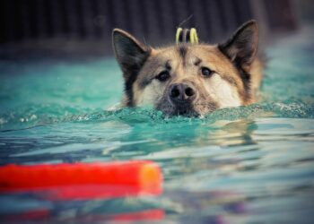 Unleash Your Dog’s Potential: Discover Free Training Near You!