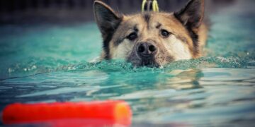 Unleash Your Dog’s Potential: Discover Free Training Near You!