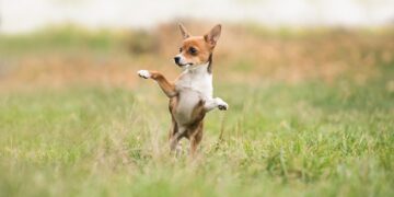 Non-Shedding Superstars: The Best Apartment Dogs for a Clean and Cozy Home