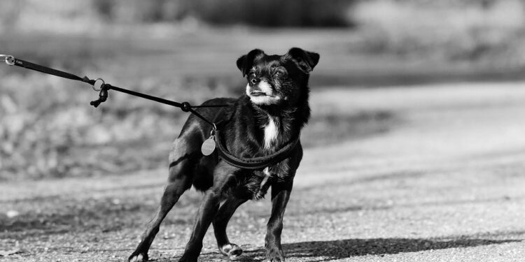 Paws and Pedals: The Ultimate Guide to Dog Bike Leashes