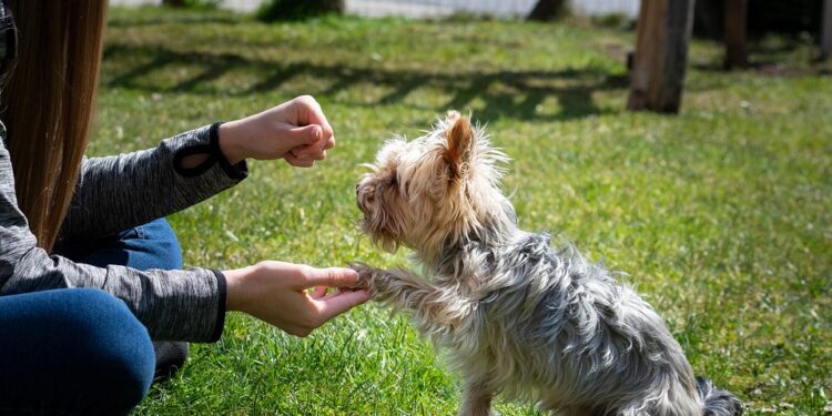 Mastering the Mind of Man’s Best Friend: A Guide to Effective Dog Behavior Training