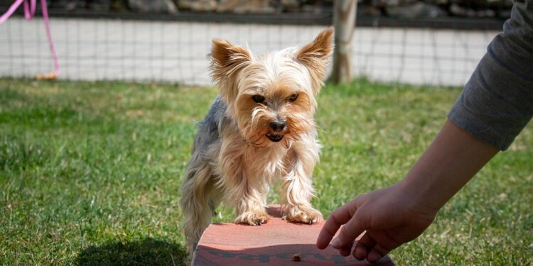 Decoding the Canine Mind: Understanding and Influencing Dog Behavior