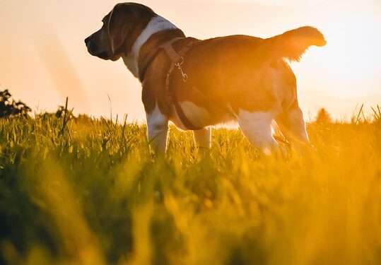 Curly Tailed Beauties: The Top Medium-Sized Dog Breeds with Signature Curls