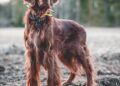 Unleashing Harmony: A Guide to Resolving Common Dog Behavior Issues