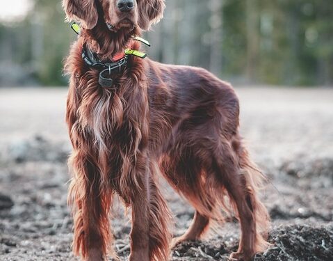 Unleashing Harmony: A Guide to Resolving Common Dog Behavior Issues