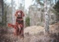 The Canine Conundrum: Decoding the Mysteries of Dog Behavior