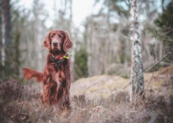 The Canine Conundrum: Decoding the Mysteries of Dog Behavior