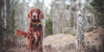 The Canine Conundrum: Decoding the Mysteries of Dog Behavior