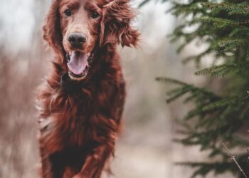 Mastering Mindful Mutts: The Ultimate Guide to Dog Behavior Training