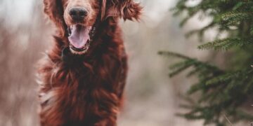 Mastering Mindful Mutts: The Ultimate Guide to Dog Behavior Training