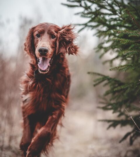 Mastering Mindful Mutts: The Ultimate Guide to Dog Behavior Training