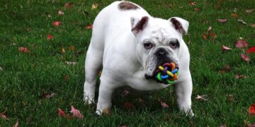 Mystery Paws: Solving the Canine Puzzle