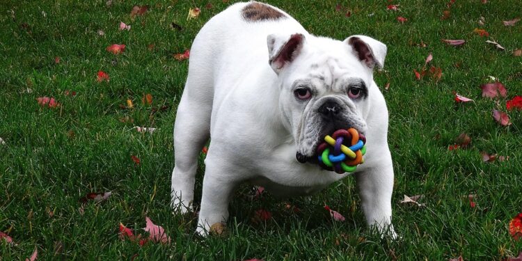 Mystery Paws: Solving the Canine Puzzle