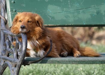 Mastering the Art of Puppy Leash Training: A Guide to Happy Walks and Boundless Adventures