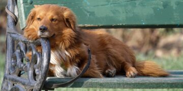 Mastering the Art of Puppy Leash Training: A Guide to Happy Walks and Boundless Adventures