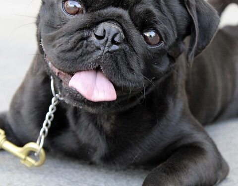 Mastering Manners: The Ultimate Guide to Dog Behavior Training