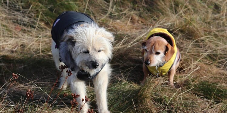 Pawsitively Chic: The Ultimate Guide to Designer Dogs