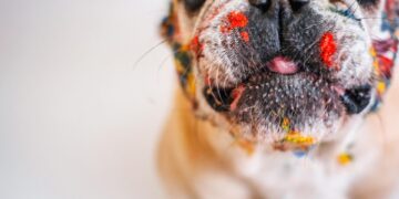 Top Low-Shedding Breeds: The Best Apartment Dogs for a Clean and Cozy Home