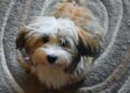 Perfect Pooches: Small Hypoallergenic Dogs that are a Breeze to Train