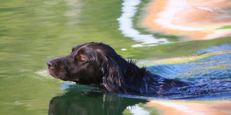 The Surprising Psychology Behind Your Dog’s Behavior: Understanding Your Furry Friend’s Actions