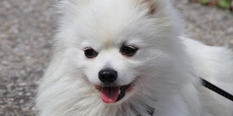 Conquer the Pull: The Ultimate Guide to Harnesses for Strong-Willed Dogs