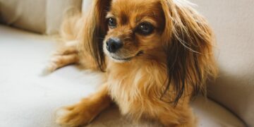 Boredom Busters: Engaging Toys to Keep Your Dog Entertained