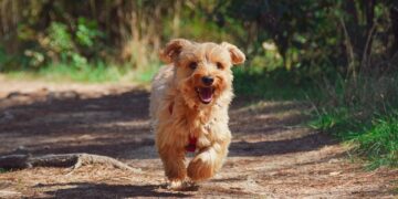 Top 10 Apartment-Friendly Dogs: Perfect Companions for Solo Living