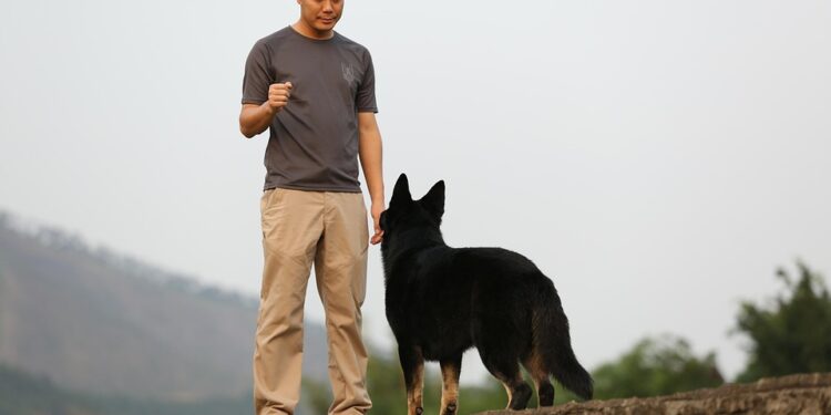 The Secret Language of Dogs: Decoding Canine Behavior